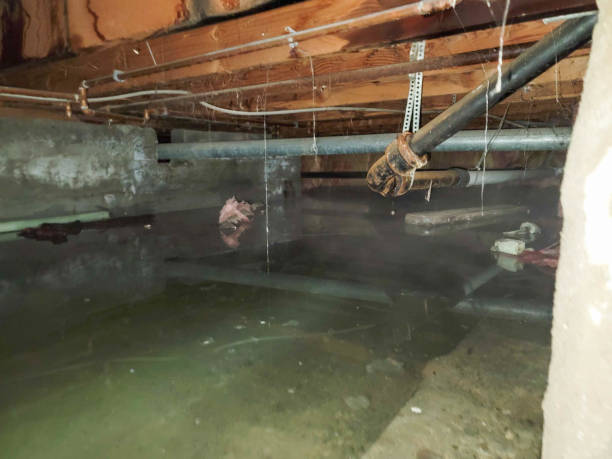 Best Ceiling water damage repair  in Manila, AR